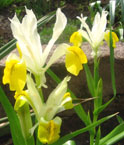 Iris - Vilkdalgis - Juno bucharica 